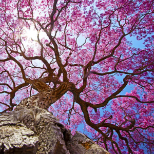 Lapagyl™ advanced botanical ingredient