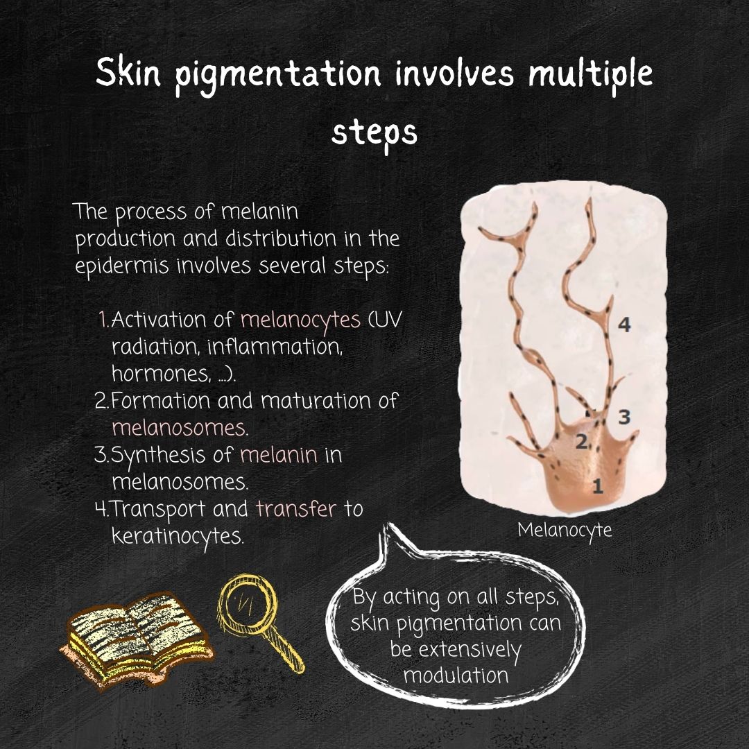 BRIGHLETTE ™ MARINE INGREDIENT