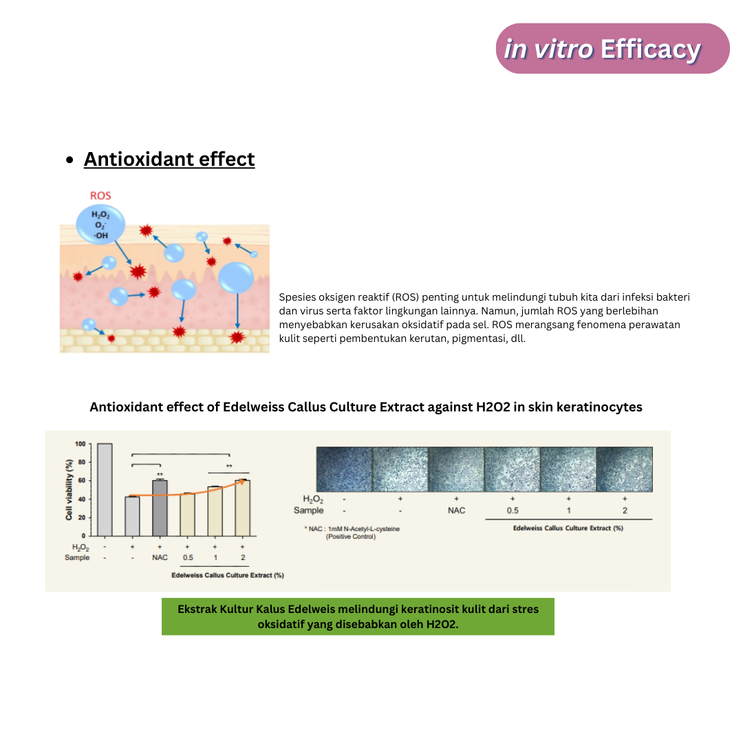 Edelweiss Callus Culture Extract